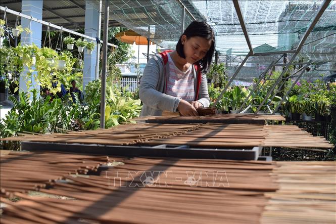 Trong ảnh: Em Ngô Ngọc Anh kiểm tra nhang sen thành phẩm. Ảnh: Chương Đài - TTXVN