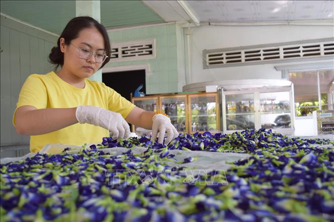 Trong ảnh : Lương Thị Diễm Trinh chế biến trà bằng các loại hoa. Ảnh: Chương Đài - TTXVN