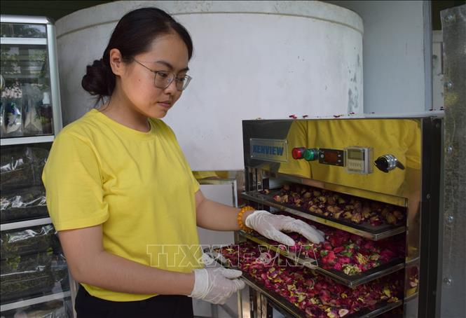 Trong ảnh : Lương Thị Diễm Trinh chế biến trà bằng các loại hoa. Ảnh: Chương Đài - TTXVN