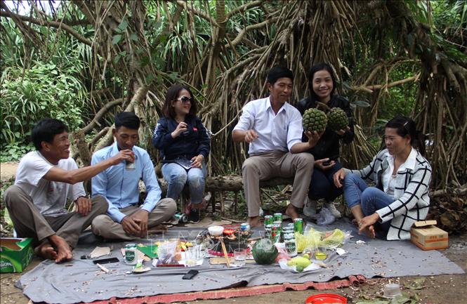 Nhóm du khách đang vui chơi, ăn uống dưới rừng dứa dại bên cạnh Mũi Trèo. Ảnh: Trịnh Bang Nhiệm - TTXVN