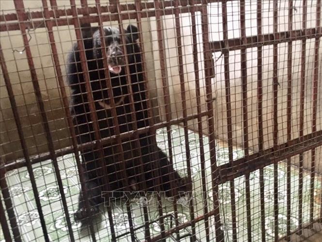 Trong ảnh: Cá thể gấu nuôi nhốt trong chuồng trước lúc được giải cứu. Ảnh: Nguyễn Văn Việt - TTXVN