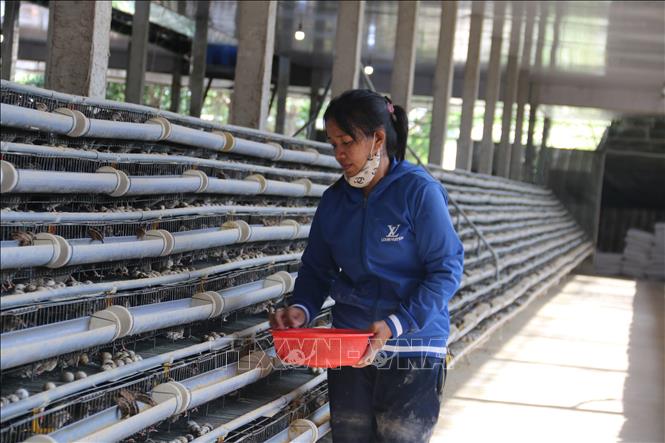Trong ảnh: Thu hoạch trứng chim cút tại trang trại Nguyễn Ngọc, ấp Phước Lăng, xã Tam Phước (Long Điền, Bà Rịa-Vũng Tàu). Ảnh: Hoàng Nhị - TTXVN
