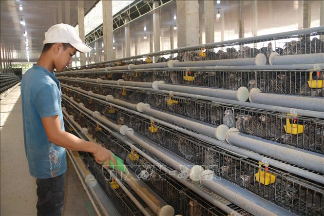 Trong ảnh: Trang trại nuôi chim cút Nguyễn Ngọc tại ấp Phước Lăng, xã Tam Phước (Long Điền, Bà Rịa-Vũng Tàu). Ảnh: Hoàng Nhị - TTXVN