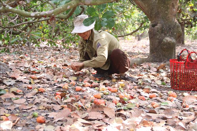 Trong ảnh: Nông dân xã Hòa Hội, huyện Xuyên Mộc, thu hoạch điều. Ảnh: Hoàng Nhị -TTXVN