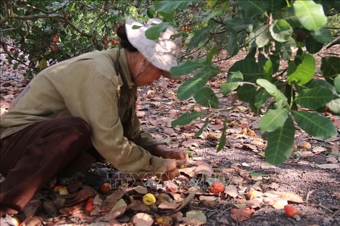 Trong ảnh: Nông dân xã Hòa Hội, huyện Xuyên Mộc, thu hoạch điều. Ảnh: Hoàng Nhị -TTXVN