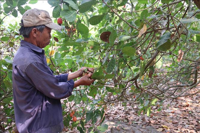 Trong ảnh: Ông Nguyễn Văn Kính, ấp 5, xã Hòa Hội, huyện Xuyên Mộc thu hoạch điều. Ảnh: Hoàng Nhị -TTXVN./.