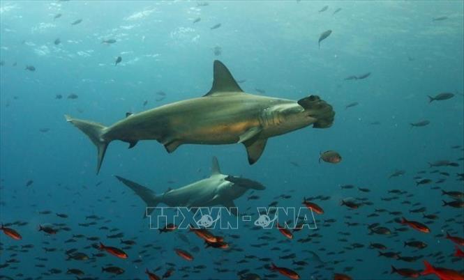 Trong ảnh: Quần thể cá nhám búa tại đảo Galapagos. Ảnh: GETTY IMAGES/TTXVN