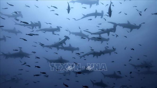 Trong ảnh: Quần thể cá nhám búa tại đảo Galapagos. Ảnh: Michael PItts/TTXVN