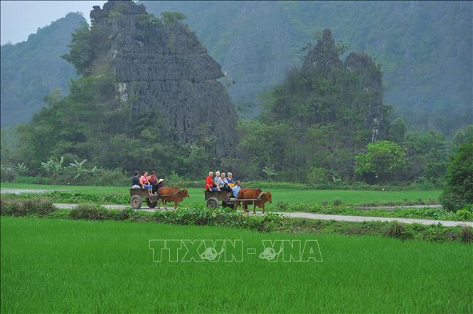 Photo: Tourists on cow cart rides, experiencing rural atmosphere and magnificent beauty of Tam Coc Bich Dong. VNA Photo: Minh Đức 