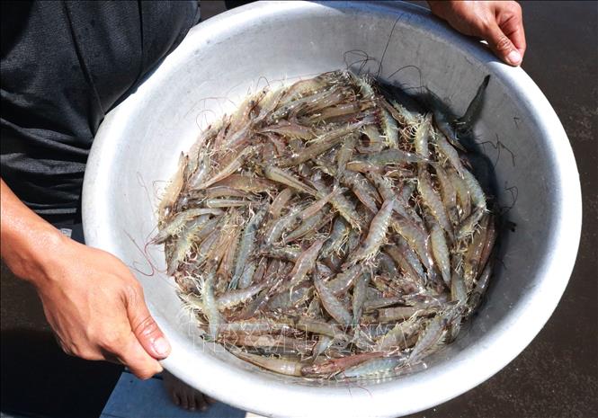 Trong ảnh: Sử dụng chế phẩm sinh học trong nuôi tôm giúp tôm tăng trưởng, đạt năng suất cao trong vụ nuôi. Ảnh: Nguyễn Thành – TTXVN