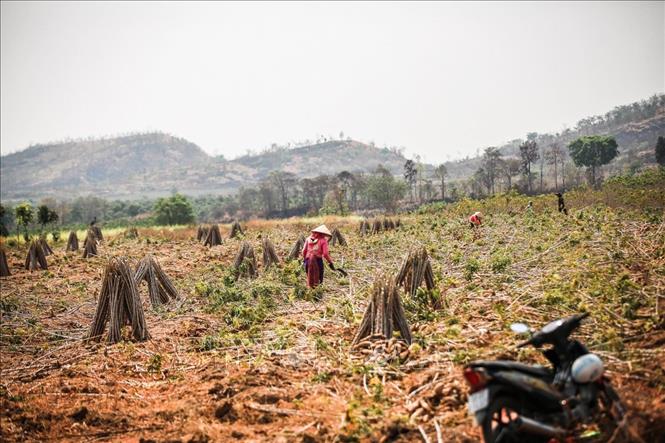 Trong ảnh: Người nông dân Đắk Lắk đang gồng mình chống lại nắng nóng và khô hạn xảy ra ngày một khắc nghiệt và cực đoan. Ảnh: Trọng Đạt - TTXVN