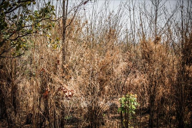 Trong ảnh: Những đám cây rừng chết khô do khô hạn nghiêm trọng kéo dài trên địa bàn huyện Ea súp. Ảnh: Trọng Đạt - TTXVN