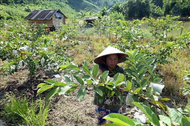 Trong ảnh: Một hộ gia đình trồng cây ăn quả đem lại thu nhập ổn định ở bản Tà Lèng, xã Tà Lèng. Ảnh: Phan Tuấn Anh - TTXVN