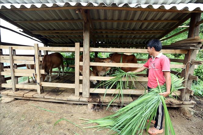 Trong ảnh: Một hộ gia đình ở xã Háng Lìa, huyện Điện Biên Đông được hỗ trợ vốn mua gia súc phát triển kinh tế. Ảnh: Phan Tuấn Anh - TTXVN