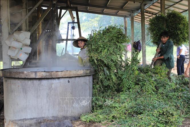 Trong ảnh: Nấu tinh dầu tràm của một hộ gia đình ở xã Phong An, huyện Phong Điền. Ảnh: Hồ Cầu-TTXVN