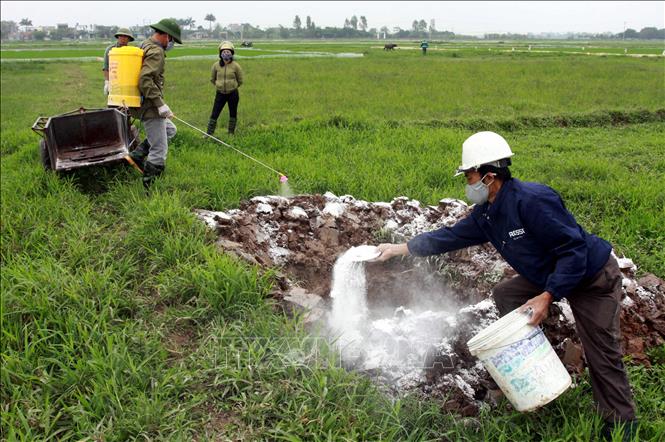 Trong ảnh: Tiêu hủy lợn ốm chết tại thôn Thượng Cầm, xã Vũ Lạc (địa phương  đầu tiên của thành phố Thái Bình xuất hiện dịch tả lợn Châu Phi) ngày 27/3/2019. Ảnh: Thế Duyệt - TTXVN 