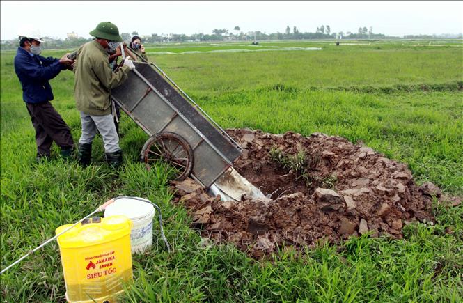 Trong ảnh: Tiêu hủy lợn ốm chết tại thôn Thượng Cầm, xã Vũ Lạc (địa phương  đầu tiên của thành phố Thái Bình xuất hiện dịch tả lợn Châu Phi) ngày 27/3/2019. Ảnh: Thế Duyệt - TTXVN 