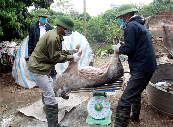 Trong ảnh: Tiêu hủy lợn ốm chết tại thôn Thượng Cầm, xã Vũ Lạc (địa phương  đầu tiên của thành phố Thái Bình xuất hiện dịch tả lợn Châu Phi) ngày 27/3/2019. Ảnh: Thế Duyệt - TTXVN 