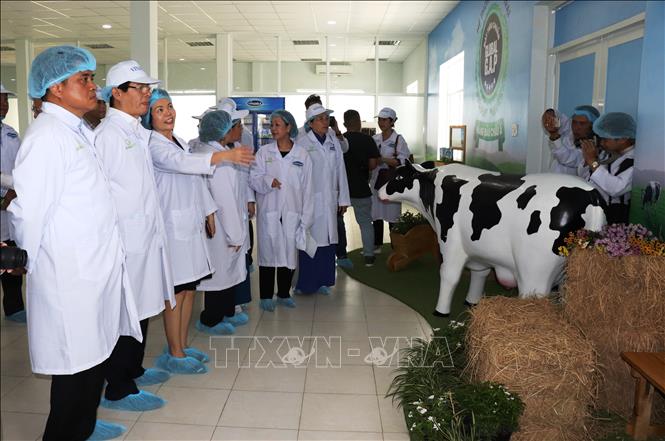 Trong ảnh: Bà Trương Thị Mai, Ủy viên Bộ Chính trị, Bí thư Trung Đảng, Trưởng Ban Dân vận Trung ương cùng các đại biểu tham quan mô hình phát triển trang trại bò sữa Vinamilk Tây Ninh. Ảnh: Lê Đức Hoảnh-TTXVN