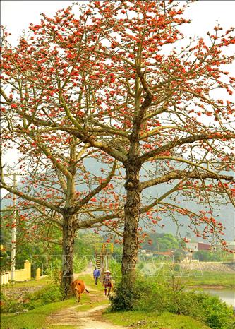 Trong ảnh: Hoa gạo nở rực tại huyện Yên Mô (Ninh Bình). Ảnh: Minh Đức - TTXVN