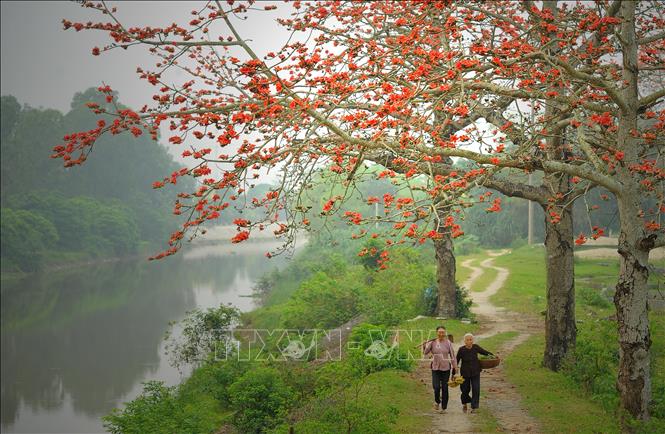 Trong ảnh: Hoa gạo đơm bông đỏ rực tại huyện Yên Mô (Ninh Bình). Ảnh: Minh Đức - TTXVN