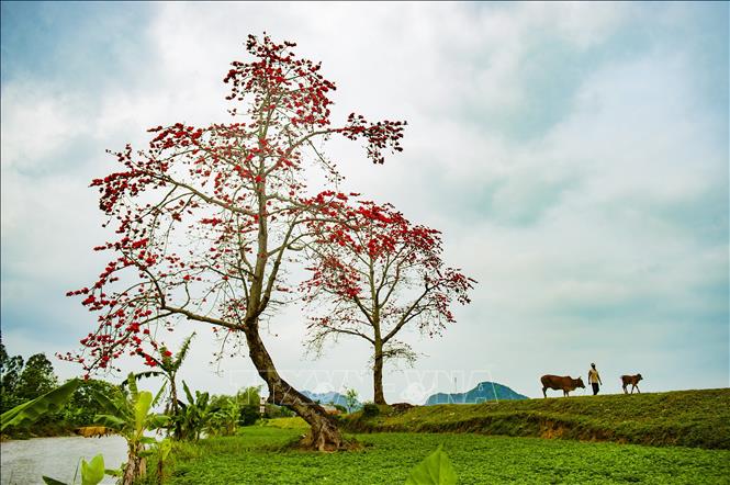 Trong ảnh: Hoa gạo đơm bông đỏ rực tại huyện Yên Mô (Ninh Bình). Ảnh: Minh Đức - TTXVN