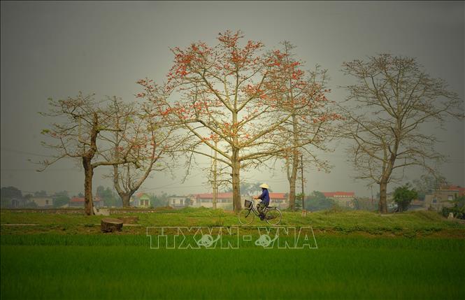 Trong ảnh: Hoa gạo nở rực tại huyện Yên Mô (Ninh Bình). Ảnh: Minh Đức - TTXVN