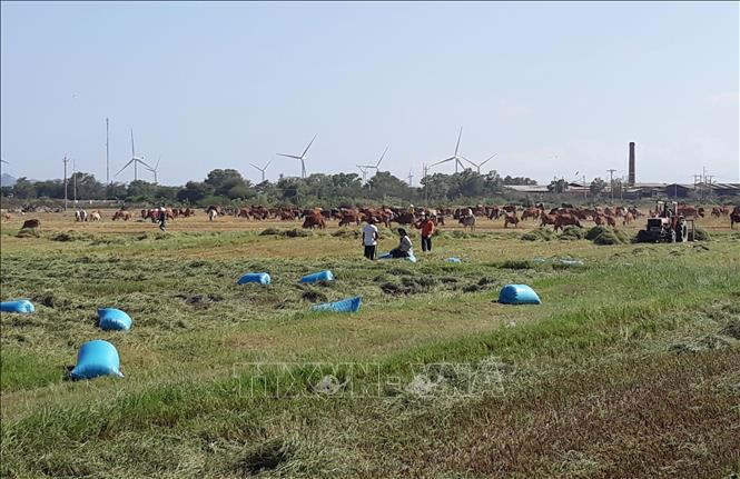 Trong ảnh: Người dân thu hoạch lúa trồng trong Khu công nghiệp Du Long (Thuận Bắc, Ninh Thuận). Ảnh: Nguyễn Thành - TTXVN