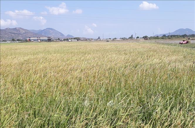 Trong ảnh: Diện tích lúa trong Khu công nghiệp Du Long (Thuận Bắc, Ninh Thuận) nằm ngoài kế hoạch sản xuất của địa phương. Ảnh: Nguyễn Thành - TTXVN