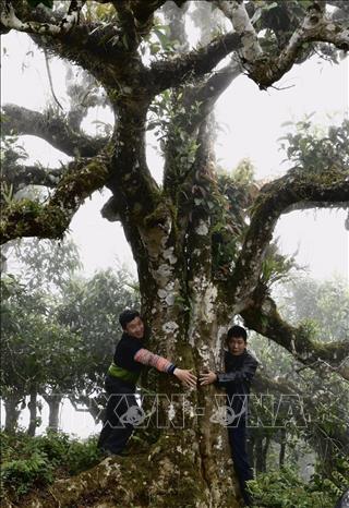 Trong ảnh: Cây chè cổ thụ tại xã Sùng Đô. Ảnh: TTXVN phát