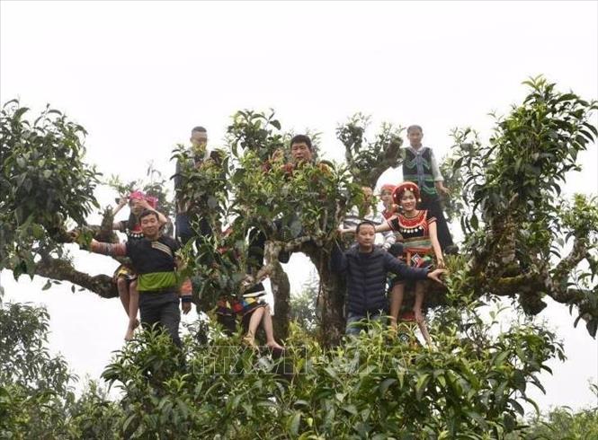 Trong ảnh: Cây chè cổ thụ tại xã Sùng Đô. Ảnh: TTXVN phát