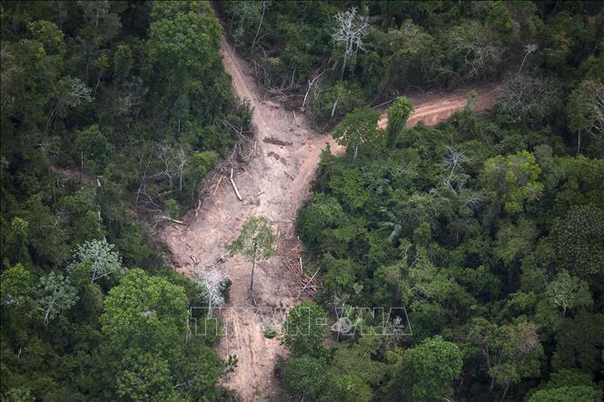 Trong ảnh (tư liệu): Khoảng rừng Amazon bị chặt phá, tại bang Para, Brazil, ngày 14/10/2014. Ảnh: AFP/ TTXVN