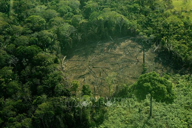 Trong ảnh: Cây bị chặt phá tại khu vực phía tây rừng Amazon, Brazil. Ảnh: AFP/TTXVN