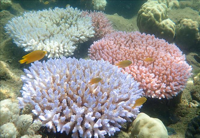 Trong ảnh: San hô tại Rạn san hô Great Barrier Reef, ngày 19/4/2018. Ảnh: AFP/ TTXVN