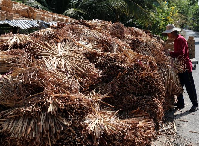 Trong ảnh: Cây lục bình được người dân huyện Gò Quao đưa lên phơi khô để chế biến ra sản phẩm đan giỏ xuất khẩu. Ảnh: Lê Sen - TTXVN
