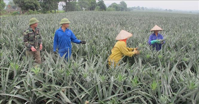 Trong ảnh: Người dân xã Quang Sơn, thành phố Tam Điệp, thu hoạch dứa. Ảnh: Thùy Dung – TTXVN