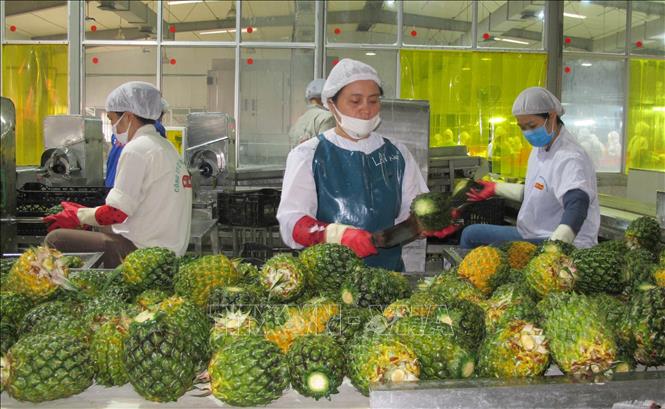 Trong ảnh: Chế biến dứa tại Công ty cổ phần Thực phẩm xuất khẩu Đồng Giao, thành phố Tam Điệp. Ảnh: Thùy Dung - TTXVN