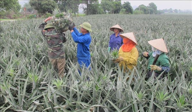 Trong ảnh: Người dân xã Quang Sơn, thành phố Tam Điệp thu hoạch dứa. Ảnh: Thùy Dung – TTXVN