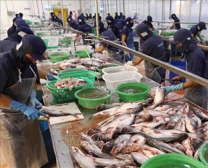 Trong ảnh: Chế biến cá tra xuất khẩu tại nhà máy của Công ty XNK thủy sản Cửu Long An Giang. Ảnh: Vũ Sinh – TTXVN