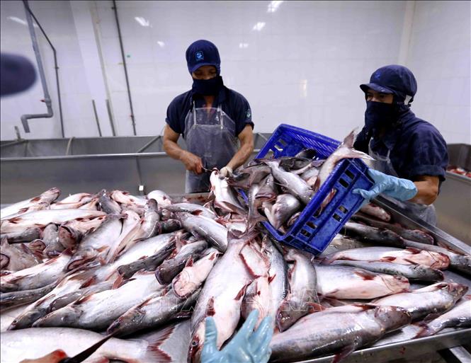 Trong ảnh: Chế biến cá tra xuất khẩu tại nhà máy của Công ty XNK thủy sản Cửu Long An Giang. Ảnh: Vũ Sinh – TTXVN