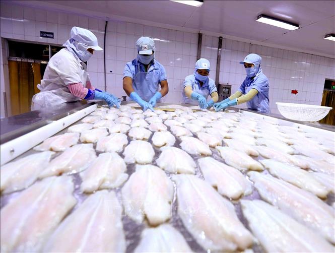 Trong ảnh: Cấp đông sản phẩm cá tra xuất khẩu tại nhà máy của Công ty XNK thủy sản Cửu Long An Giang. Ảnh: Vũ Sinh – TTXVN