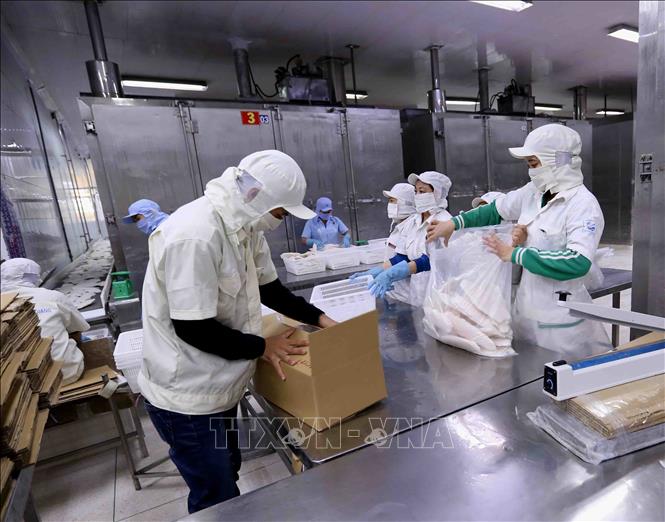 Trong ảnh: Đóng gói sản phẩm cá tra xuất khẩu tại nhà máy của Công ty XNK thủy sản Cửu Long An Giang. Ảnh: Vũ Sinh – TTXVN