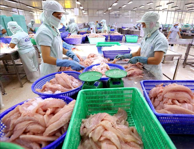 Trong ảnh: Chế biến cá tra xuất khẩu tại nhà máy của Công ty XNK thủy sản Cửu Long An Giang. Ảnh: Vũ Sinh – TTXVN