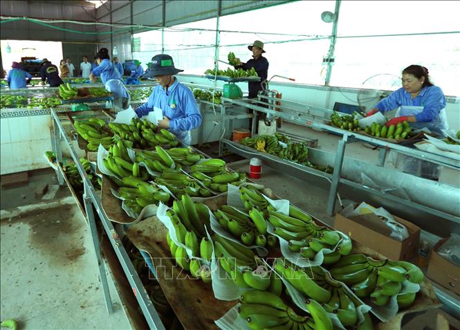 Trong ảnh: Sơ chế, đóng gói sản phẩm chuối xanh xuất khẩu tại nhà máy của Công ty. Ảnh: Vũ Sinh – TTXVN
