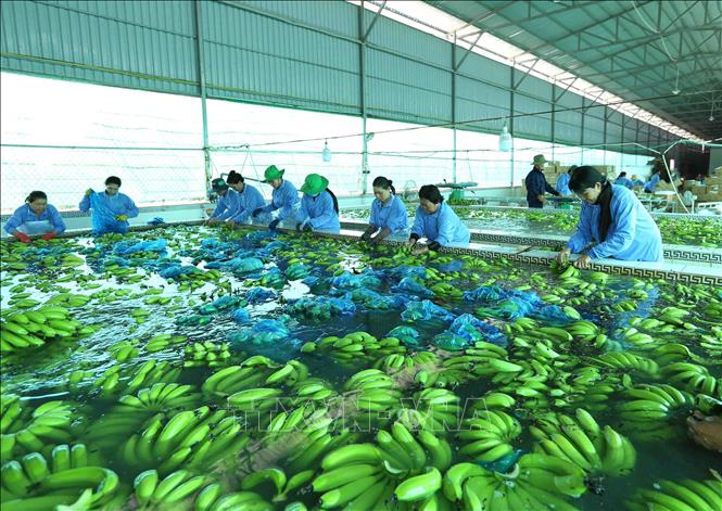 Trong ảnh: Sơ chế sản phẩm chuối xanh xuất khẩu tại nhà máy của Công ty. Ảnh: Vũ Sinh – TTXVN
