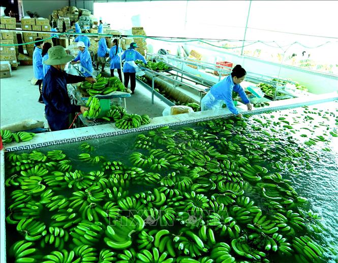 Trong ảnh: Sơ chế sản phẩm chuối xanh xuất khẩu tại nhà máy của Công ty. Ảnh: Vũ Sinh – TTXVN