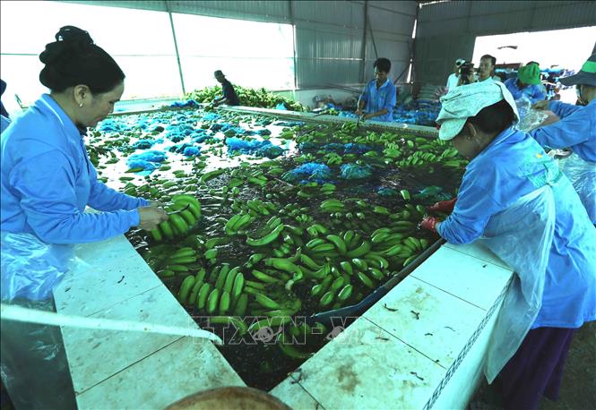 Trong ảnh: Sơ chế sản phẩm chuối xanh xuất khẩu tại nhà máy của Công ty. Ảnh: Vũ Sinh – TTXVN