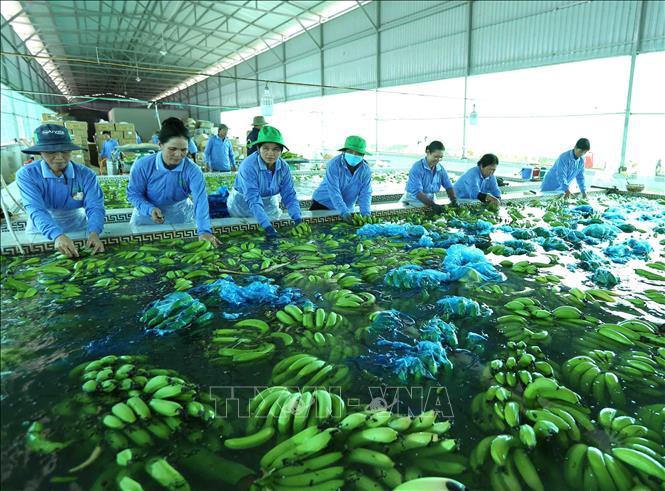 Trong ảnh: Sơ chế sản phẩm chuối xanh xuất khẩu tại nhà máy của Công ty. Ảnh: Vũ Sinh – TTXVN