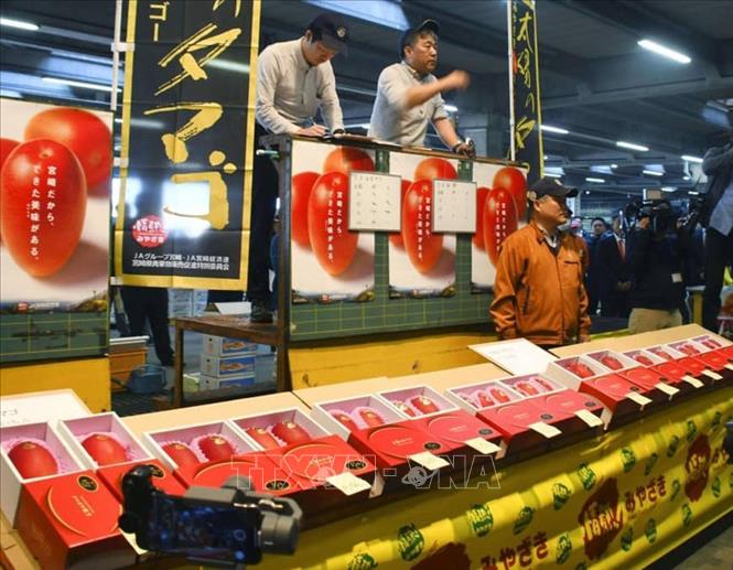 Trong ảnh: Những quả xoài cao cấp được bán đấu giá tại chợ ở Miyazaki, Nhật Bản, ngày 8/4/2019. Ảnh: KYODO/ TTXVN