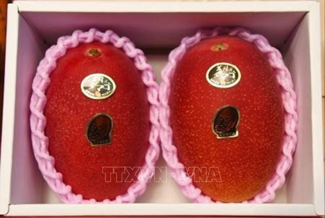 Trong ảnh: Cặp xoài siêu hạng được mua với giá kỷ lục 500.000 yen tại phiên đấu giá ở Miyazaki, miền Tây Nam Nhật Bản ngày 8/4/2019. Ảnh: KYODO/TTXVN